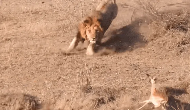 YouTube: león intenta cazar a un impala y leona lo detiene por insólito motivo que asombra a miles [VIDEO]