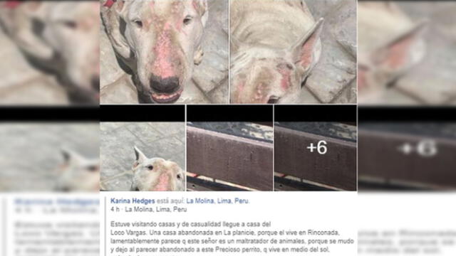 Esposa de Juan Manuel Vargas niega que su mascota sea víctima de maltrato animal