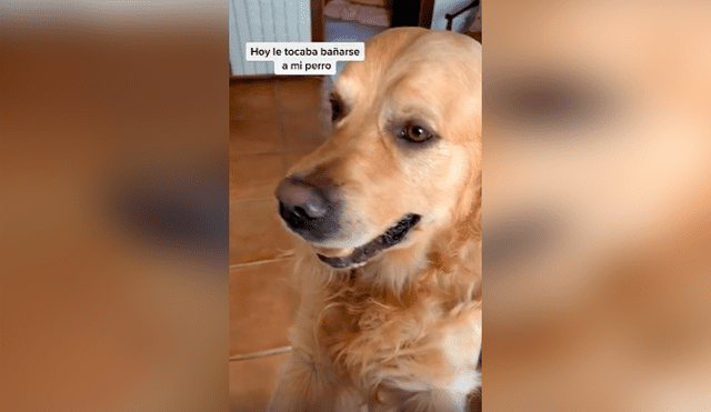 Desliza las imágenes hacia la izquierda para conocer la reacción de un perro tras obedecer a su dueña.