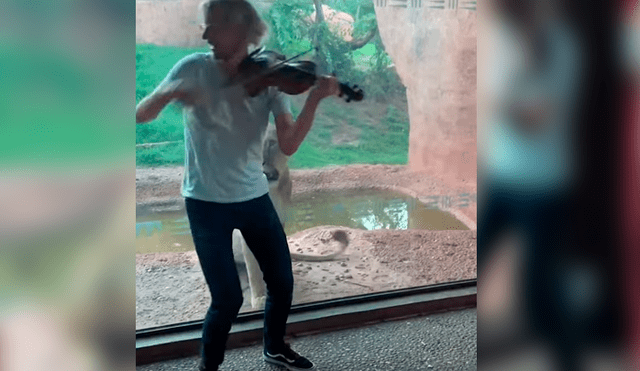 Vía YouTube. Músico visitó recinto de leones en zoológico para darles una “serenata”, sin imaginar la curiosa conducta que tendría una de las feroces leonas