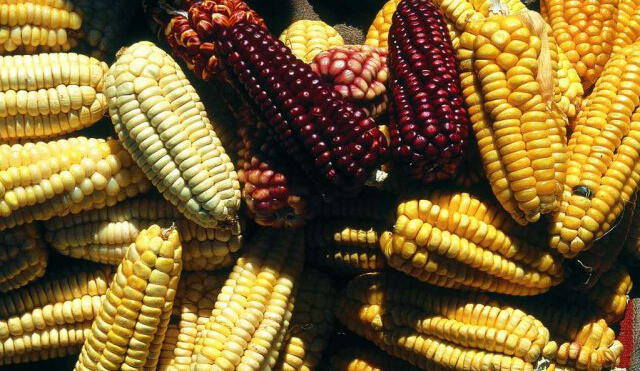 Huancavelica: Crean Mesa Técnica de maíz amiláceo para mejorar producción