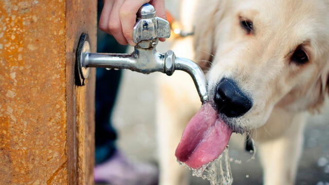  Las claves para cuidar a nuestras mascotas del golpe de calor del verano