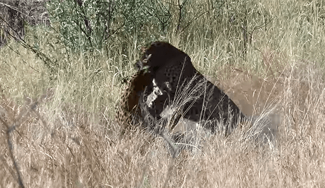 YouTube viral: leopardo lucha a muerte con rival, sin imaginar que su presa se le escaparía [VIDEO] 