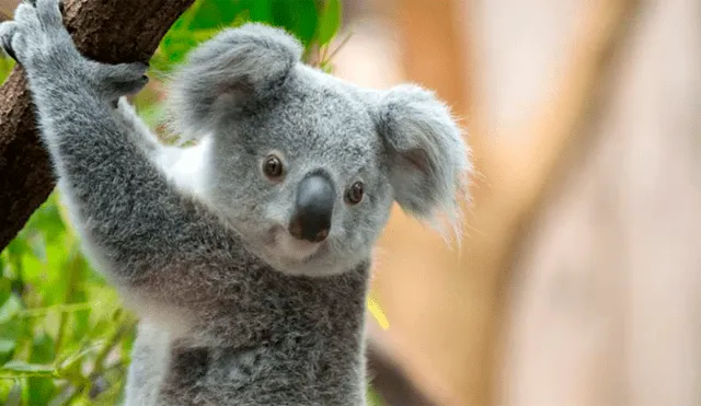 ‘Muerte y destrucción’: Taladores de árboles matan a más de 80 koalas en un bosque de eucalipto [FOTOS]