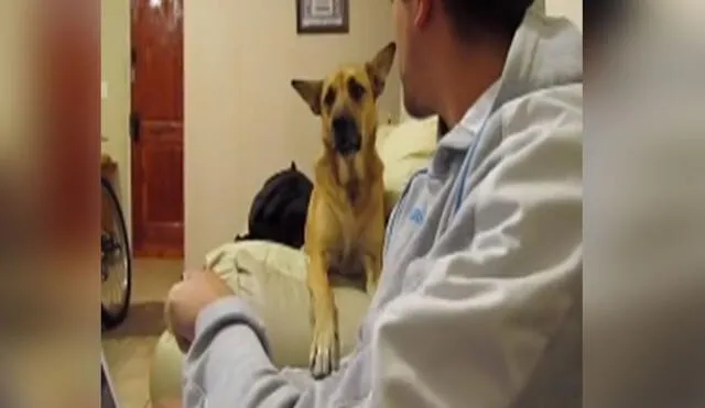 Desliza las imágenes para ver más detalles sobre esta entretenida 'conversación' entre un perro y su amo. Foto: captura de TikTok