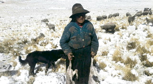 Más crías de alpacas mueren por nevadas en Puno