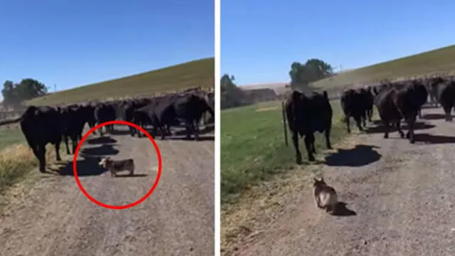 YouTube: perro quiso sorprender a su dueña y "dirigió" a todo el ganado