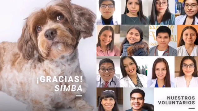 Simba, el primer perro peruano, en recibir un marcapasos. Créditos: Facebook Video.