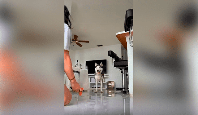 Desliza las imágenes hacia la izquierda para conocer la reacción de un perro cuando su dueña lo intenta engañar.