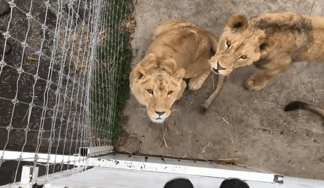 Un video mostró el peculiar momento en el que un hombre ingresa a la jaula de unos feroces leones.