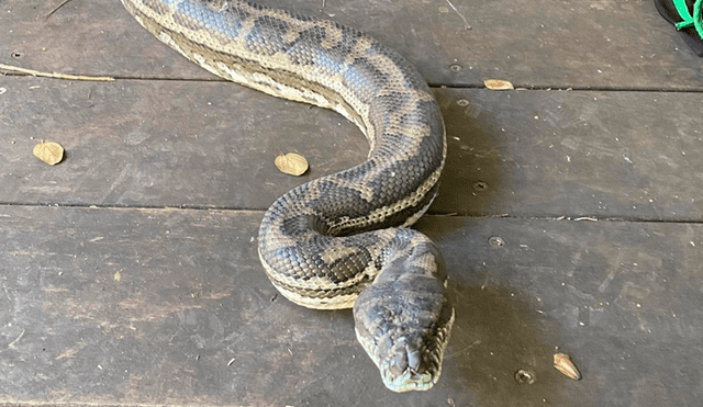 Durante la temporada de apareamiento, estos reptiles se vuelven muy activos. Fotos: Brisbane North Snake Catchers and Relocation / Facebook