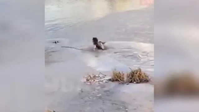 Desliza para enterarte de la valiente hazaña de una mujer que vio que su perro se ahoga en estanque congelado. Foto: Captura