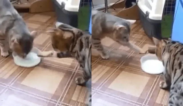 Facebook viral: gatos que se odiaban terminan siendo amigos y protagonizan tierna escena [VIDEO]