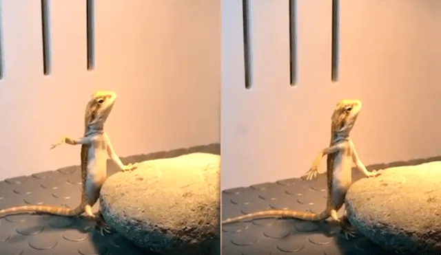 Desliza hacia la izquierda para ver la increíble habilidad del reptil para meditar. (Foto: captura)