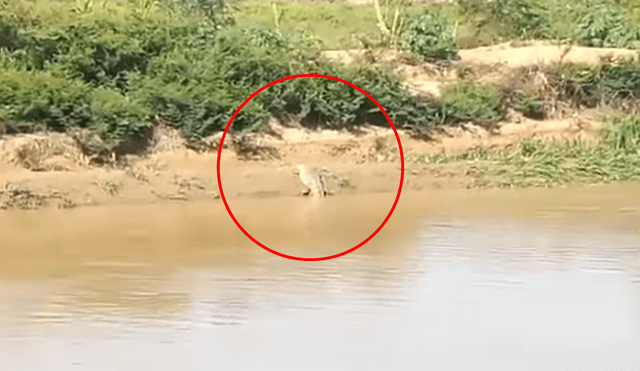 Tumbes: aparición de cocodrilo de 3 metros asusta a pobladores [VIDEO]