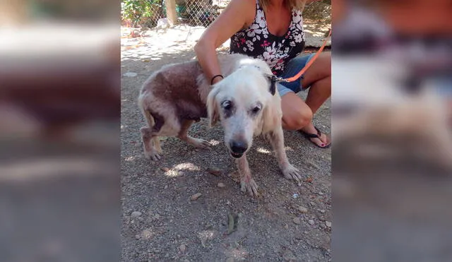 Desliza las imágenes para conocer la emotiva historia de Duncan que fue rescatado tras ser abandonado en la calle. Foto: Caters News/ Referencial