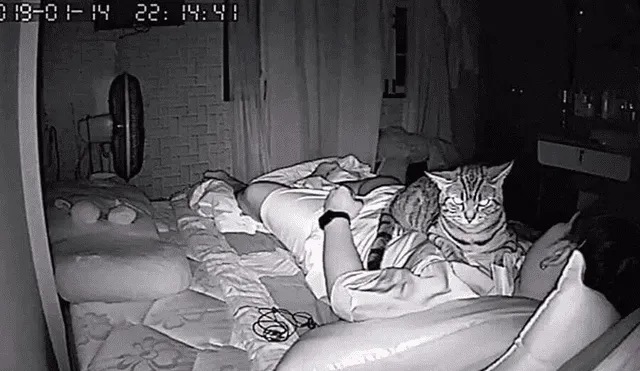 Facebook viral: gato aprovecha que su dueño duerme para expresar su amor por él [FOTOS]