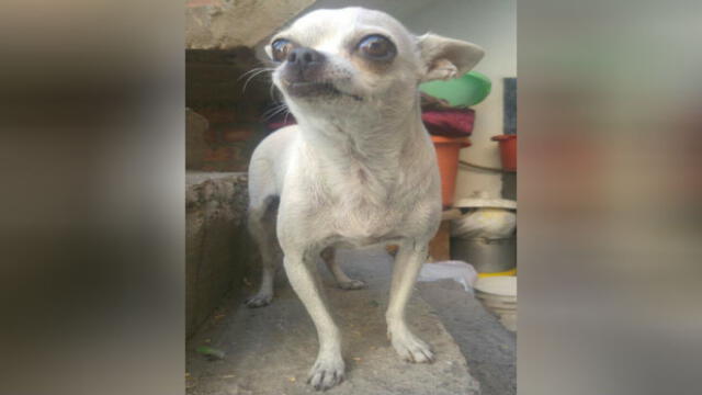 Surco: familia busca a Chihuahua con tumor mamario 