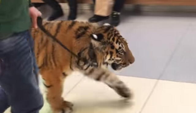YouTube: Tigre camina e impone respeto en centro comercial