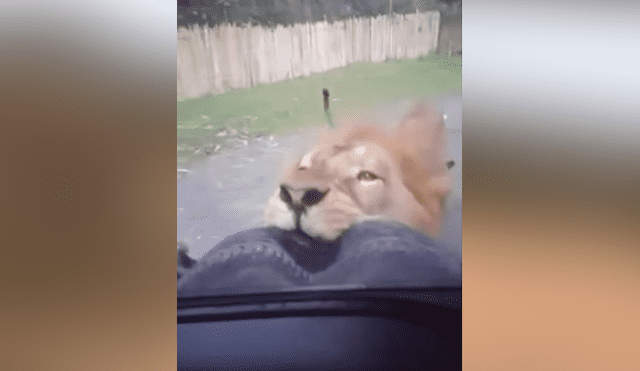 Un video viral de YouTube registró el momento en que un enfurecido león persigue a un grupo de turistas que hacían safari.