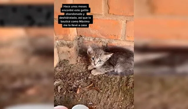 Desliza las imágenes para conocer la historia de un gato bebé que fue rescatado por una joven y consiguió un ‘nuevo amigo’. Foto: Captura de TikTok