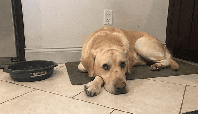 Facebook: No podía entrar a su casa y su perro le abrió la puerta de forma espectacular