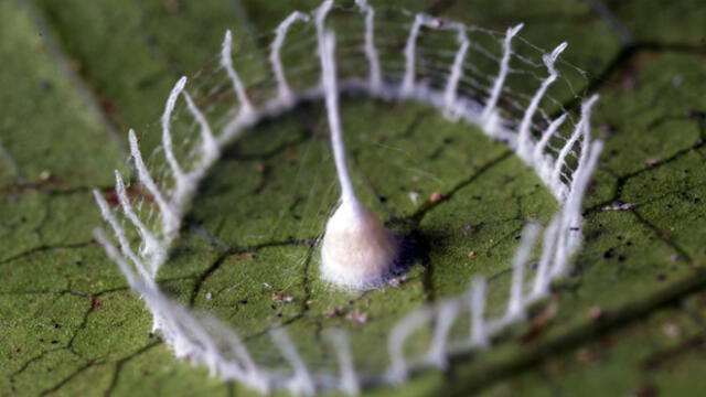 Descubren impresionante creación de arañas de la selva del Perú y sorprenden al mundo [VIDEO]