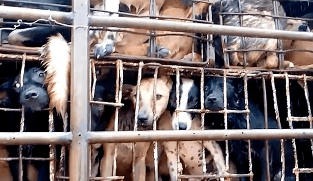 Los animales son encerrados en jaulas antes de ser sacrificados.