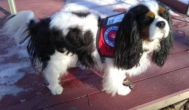Murfee, un perro asistente terapéutico, ganó las elecciones de alcalde mascota en Fair Haven, Vermont. Foto: Captura.