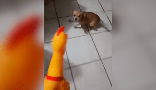 YouTube viral: no imaginarás lo que sucedió cuando un chihuahua rabioso intentó pelear con un pollo de hule [VIDEO] 