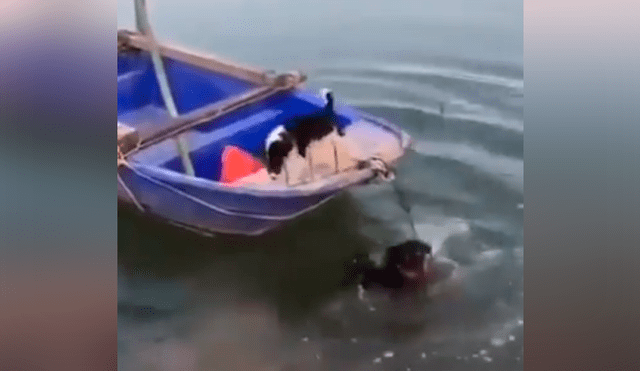 Un video viral de Facebook registró el conmovedor instante en que un perro salvó a su ‘compañero’ que estuvo a punto de tirarse a un profundo lago y morir ahogado.