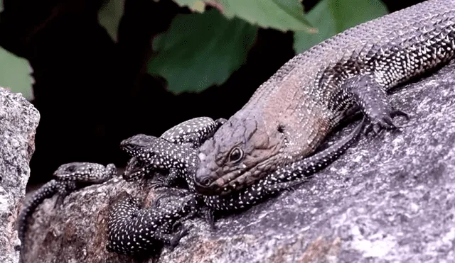 Unas serpientes marrones orientales quisieron comerse a las crías, pero no pudieron hacerle frente a su madre. Foto: University of the Sunshine Coast