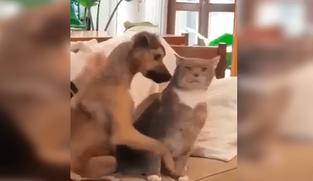 En Facebook, un perro recibió una furiosa reacción de un gato cuando pretendió darle unas caricias.