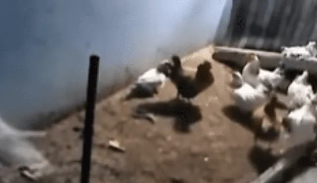 YouTube viral: zorro entra a gallinero para cazar a su 'presa', pero aves lo 'picotean' [VIDEO]