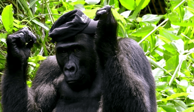 Vía YouTube: arriesgada mujer ingresa a jungla donde se encuentra con salvajes gorilas [VIDEO]