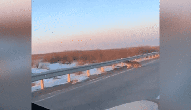 Facebook viral: gigantesco tigre se apodera de carretera y conductor queda aterrado al verlo [VIDEO]