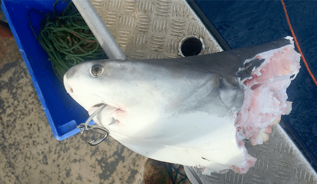 Un video muestra como dos tiburones protagonizan un insólito acto de canibalismo.