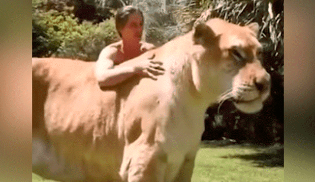 YouTube viral: Tigresa y león tienen cría considerada el felino más grande del mundo [VIDEO]