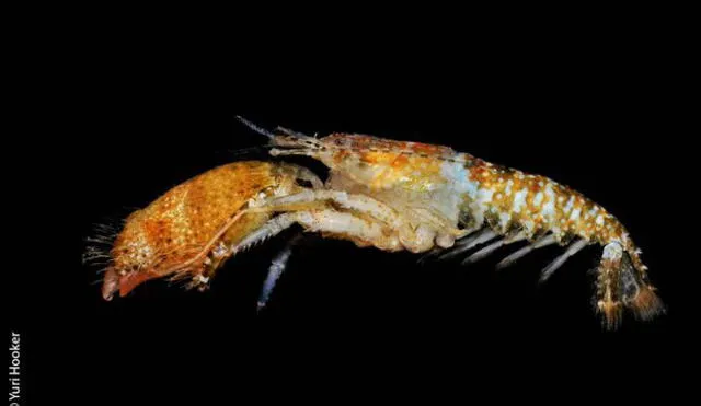 Treinta nuevas especies en el mar peruano
