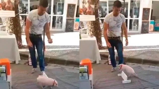 Adorable cerdo bebé realiza trucos en la calle