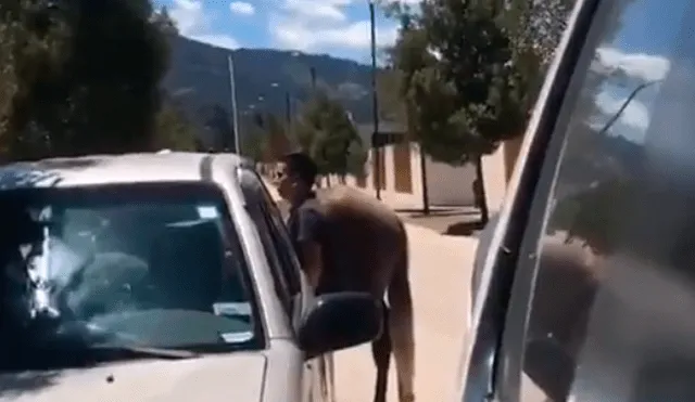 YouTube viral: se enfrenta a 'puñetazos' por rescatar a un caballo que era maltratado por su dueño [VIDEO]