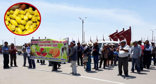 Tacna: productores de aceituna preocupados por precios insignificantes que compradores pagan