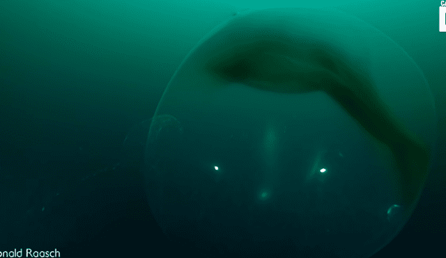 YouTube viral: buzo descubre extraña ‘burbuja’ en fondo del océano y miles quedan asombrados al saber qué es realmente