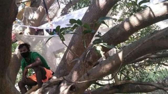 India: hombres hacen cuarentena en los árboles por falta de espacio en sus casas [VIDEO]