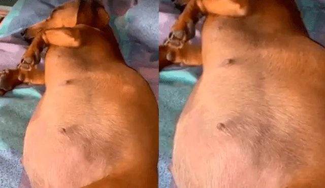 Facebook: graban preciso momento en que cachorrito da patadas a su mamá [VIDEO]