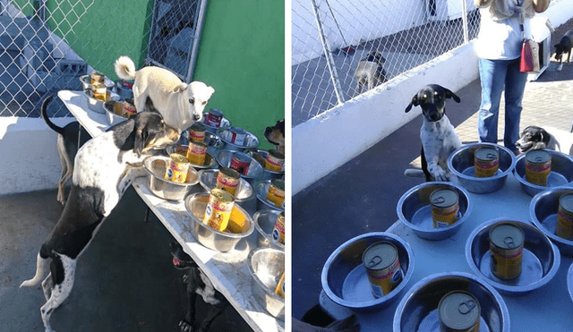 En Facebook, un grupo de voluntarios se organizaron para festejar Navidad junto a perros callejeros.