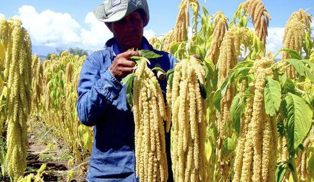 La kiwicha es uno de los cuatro granos andinos más importantes producido en Perú. Foto: Minagri.