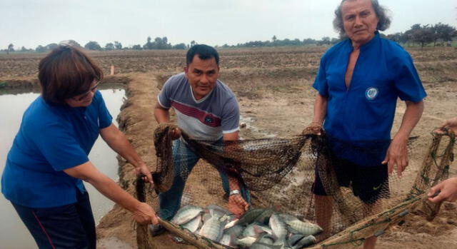 Lambayeque: producción acuícola se incrementó en 193%