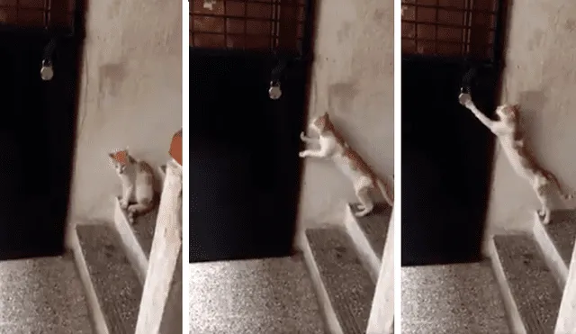 En Facebook, gato aprovechó la distracción de su dueño para escapar de casa, pero recibió un duro castigo.
