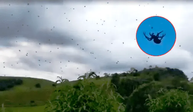 YouTube viral: plaga de insectos 'cae del cielo' y usuarios piensan que el apocalipsis llegó [VIDEO]